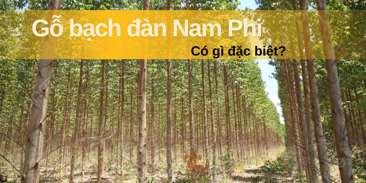 Gỗ bạch đàn Nam Phi – Chất liệu lý tưởng cho bàn ghế ngoài trời